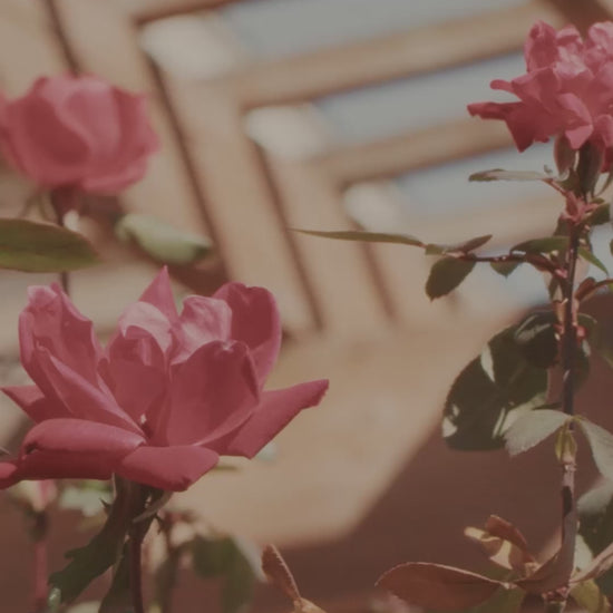 luxury Rose and oud fragrance