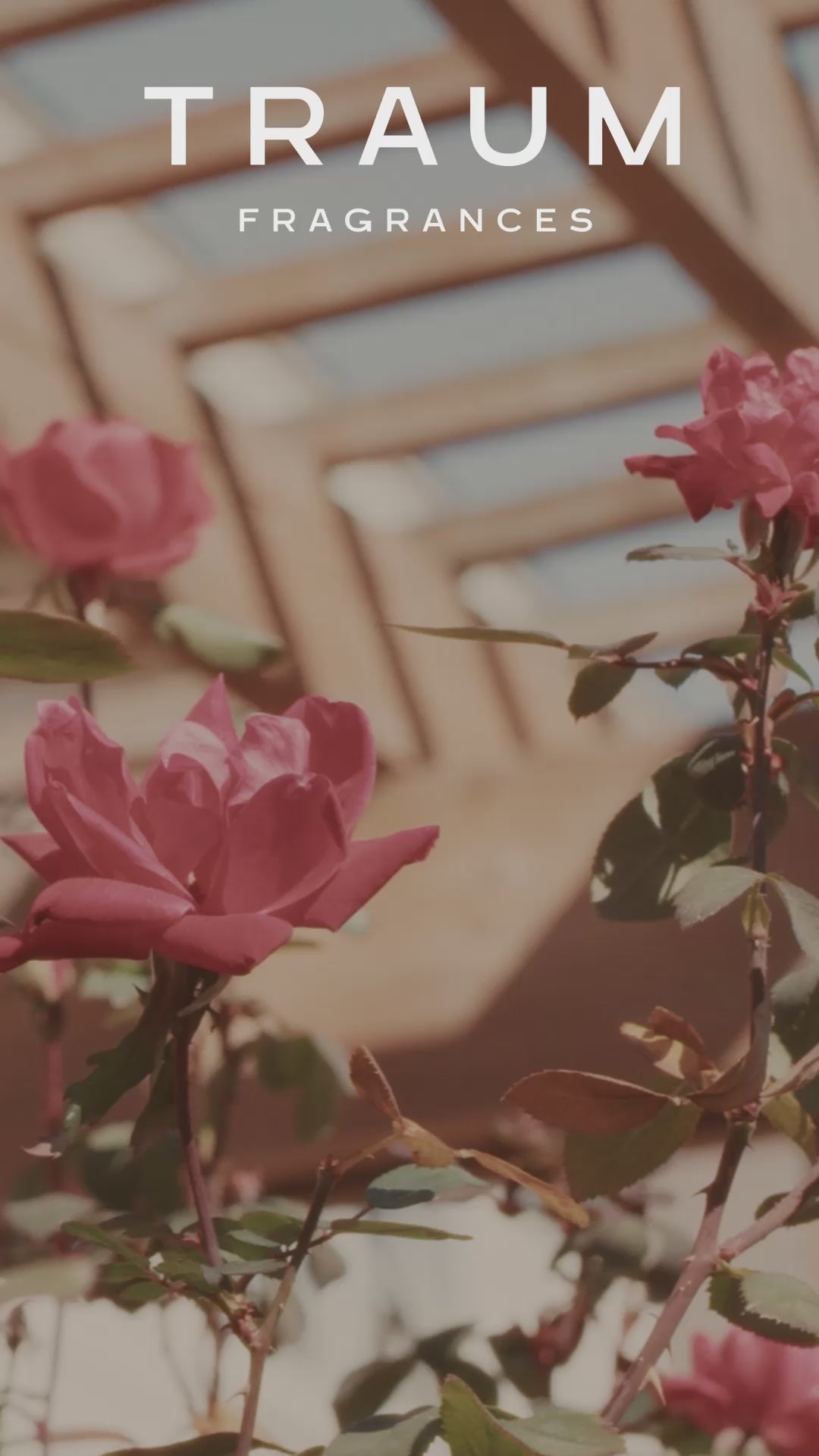 luxury Rose and oud fragrance